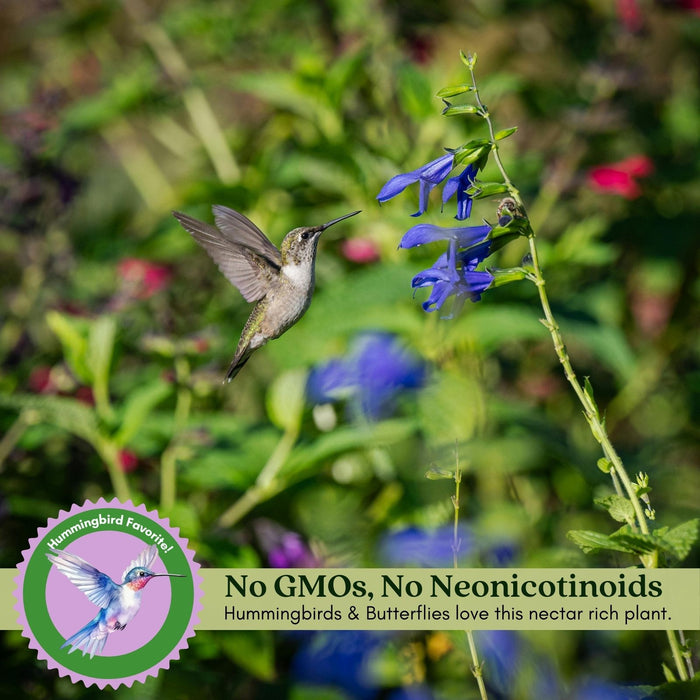 Victoria Blue Salvia | Two Live Plants | Non-GMO | Vibrant Blooms, Pollinator Magnet, Low Maintenance