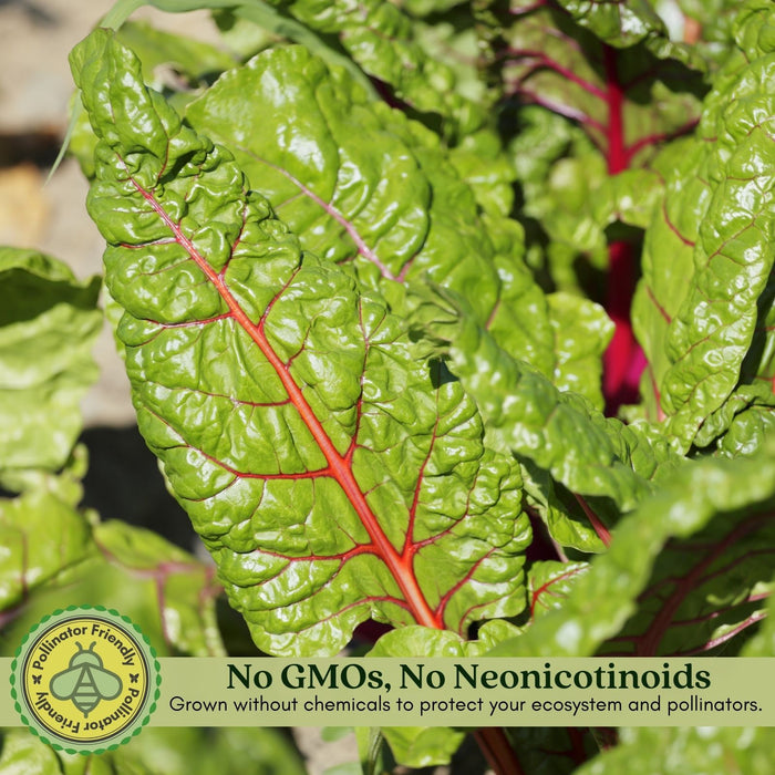 Bright Lights Swiss Chard | Two Live Plants | Non-GMO | Heirloom | Frost Tolerant