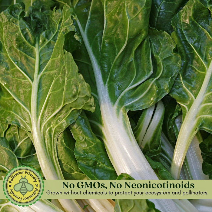 Green Swiss Chard | Two Live Plants | Non-GMO | Heirloom | Frost Tolerant