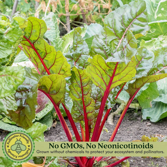 Victoria Rhubarb | Two Live Plants | Non-GMO | Perennial | Edible Heirloom