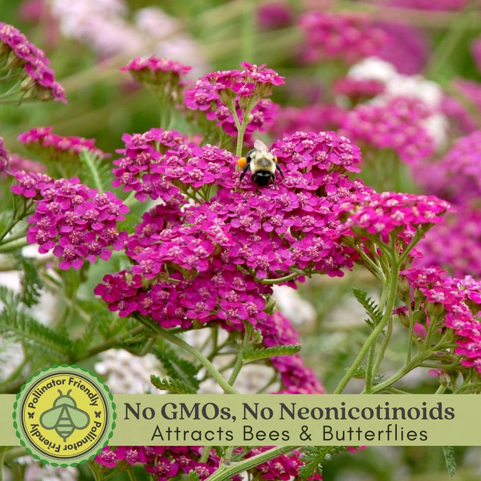 Yarrow "Cerise Queen" (Achillea) Plants  | Two Live Plants | Non-GMO, Hardy Flowering Perennial, Pollinator Favorite