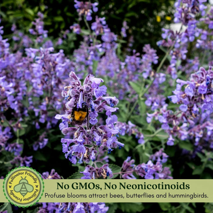 Catnip Herb | Two Live Plants | Non-GMO | Heirloom | Fast Growing, Pollinator Friendly