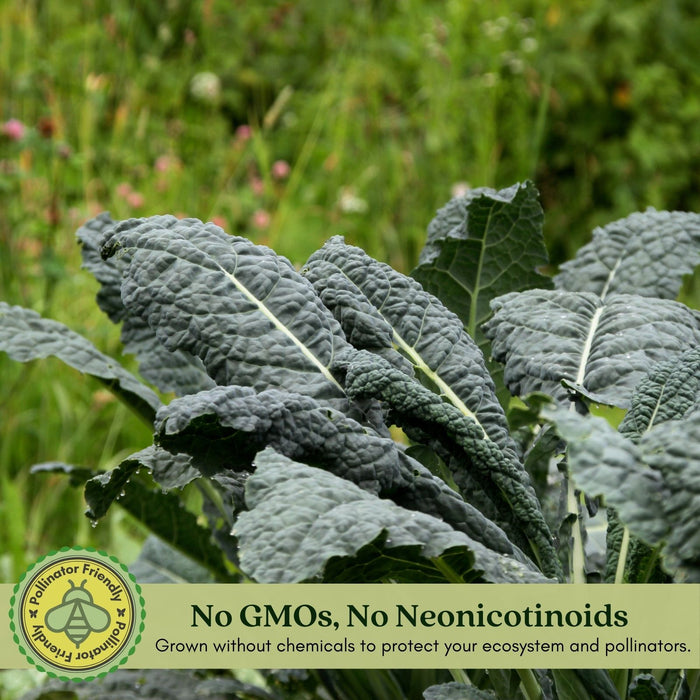 Dinosaur Kale | Two Live Plants | Non-GMO | Heirloom | Frost Tolerant