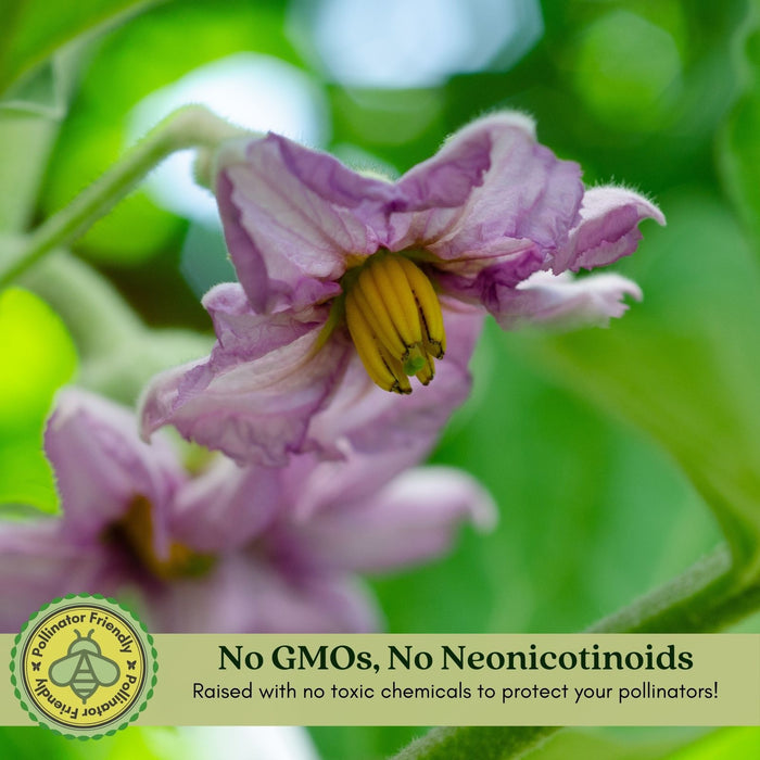 Eggplant Fairytale | Two Live Plants | Non-GMO | Striped Lavender-White Fruit | High-Yield, Compact, Heat Tolerant