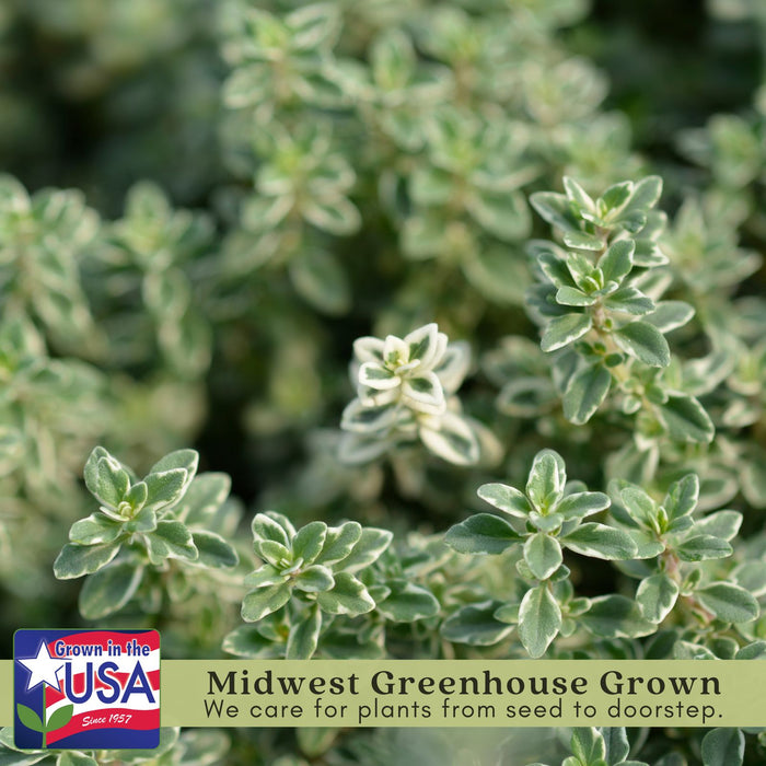 Silver Edge Thyme | Two Live Herb Plants | Non-GMO, Ornamental & Edible