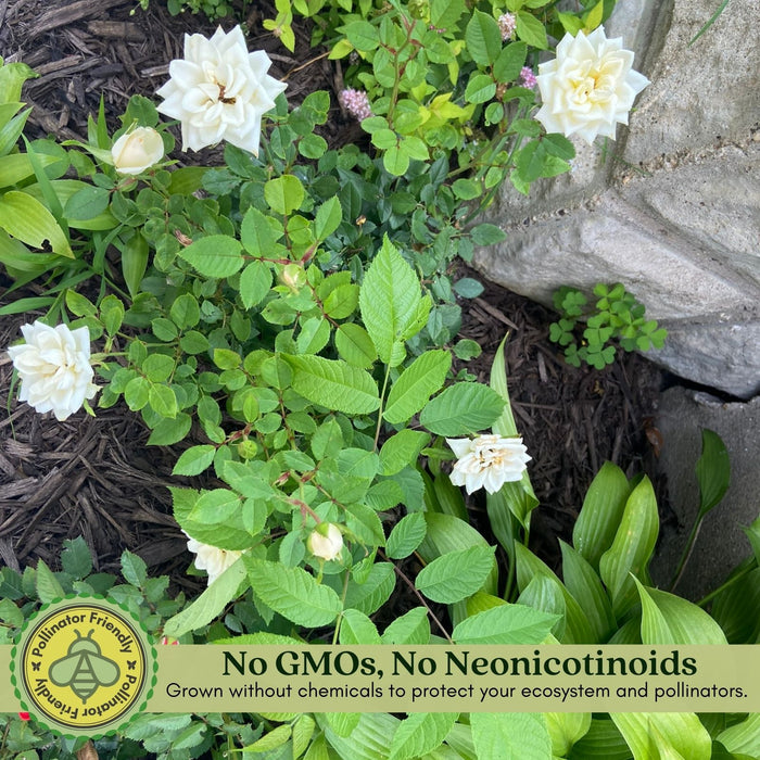 Kordana White Mini Rose | Two Live Plants | Non-GMO, Perennial Zone 5, Long-Blooming Compact Plants