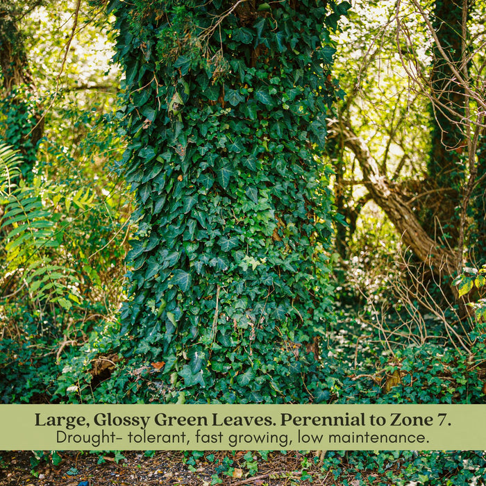 Algerian English Ivy | Two Live Plants | Non-GMO | Fast Growing, Evergreen, Low Maintenance
