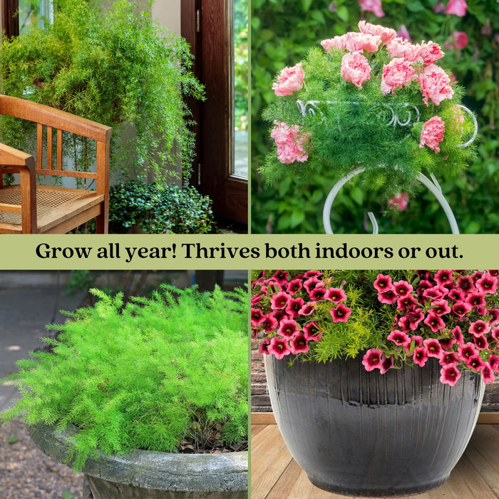 Asparagus Fern | Two Live Plants | Non-GMO | Lush Green Foliage, Hardy, Low Maintenance