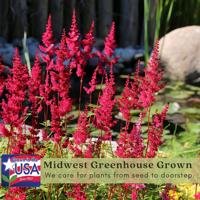 Astilbe Red (Arendsii Fanal) | Two Live Perennial Plants | Non-GMO, Plant in Shade, Pollinator Favorite, Deer Resistant