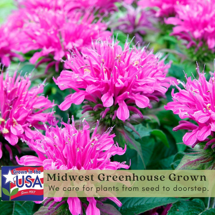Bee Balm "Balmy Lilac" (Monarda) | Two Live Plants | Non-GMO, Hardy Flowering Perennial, Pollinator Favorite