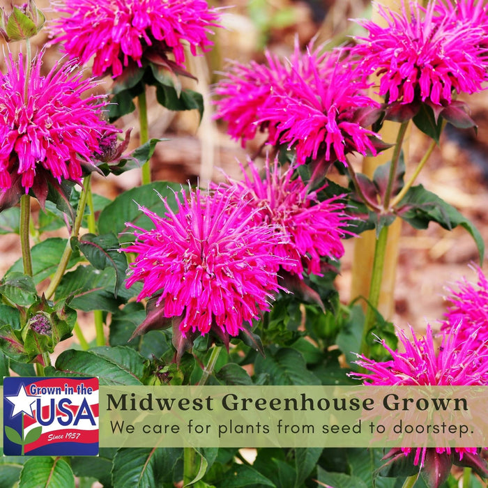 Bee Balm "Balmy Pink" (Monarda) | Two Live Plants | Non-GMO, Hardy Flowering Perennial, Pollinator Favorite