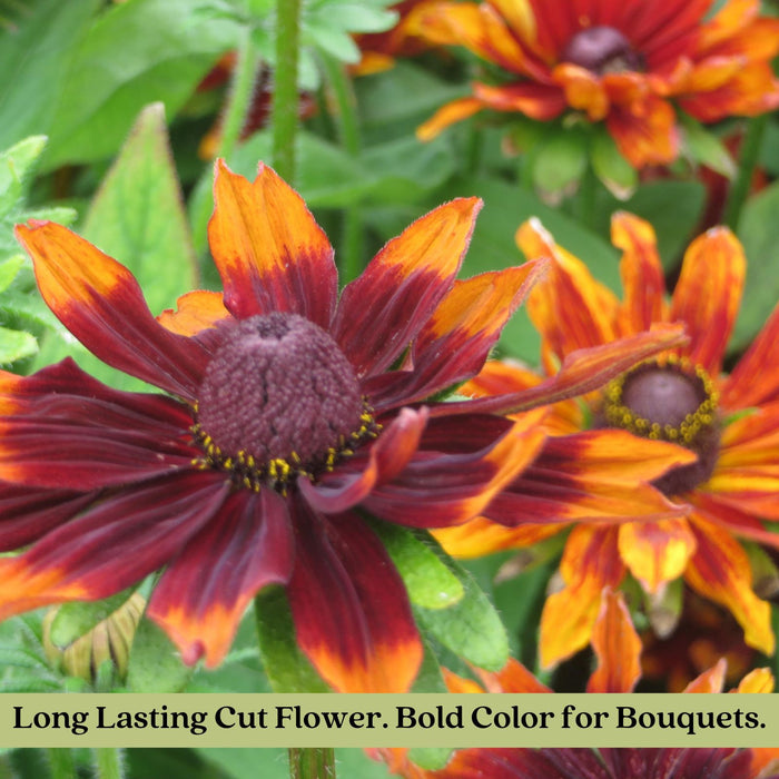 Black Eyed Susan (Rudbeckia) Autumn Colors | Two Live Plants | Non-GMO | Heirloom Perennial | Pollinator Friendly | Drought Tolerant