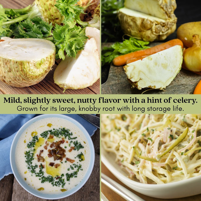 Celeriac Celery Root | Two Live Plants | Non-GMO | Heirloom | Cold Hardy, High Yield