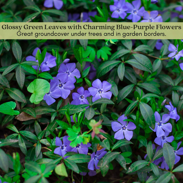 Creeping Myrtle Periwinkle | Two Live Plants | Non-GMO | Vinca Minor Perennial Ground Cover | Deer Resistant