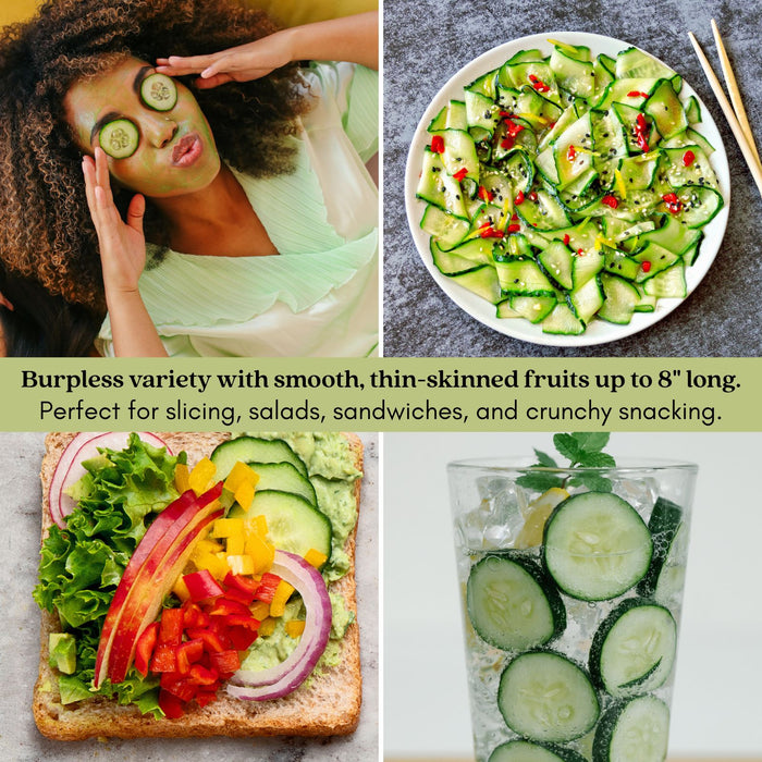 Cucumber Slice More | Two Live Plants | Non-GMO | Burpless, High Yield, Disease Resistant