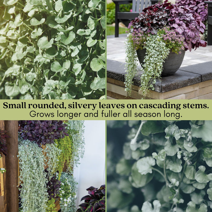 Dichondra Silver Falls | Two Live Plants | Non-GMO | Cascading, Silver Foliage, Heat Drought Tolerant