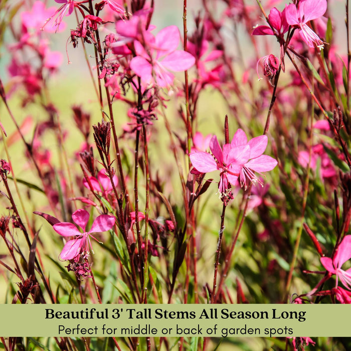 Gaura Siskiyou Pink | Two Live Plants | Non-GMO | Perennial | Pollinator Friendly | Continuous Blooms