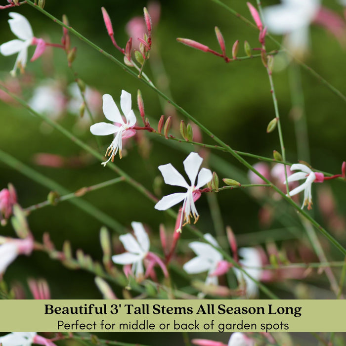 Gaura Sparkle White | Two Live Plants | Non-GMO | Perennial | Pollinator Friendly | Continuous Blooms