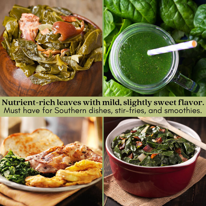 Georgia Collard Greens | Two Live Plants | Non-GMO | Heirloom | Heat Tolerant, Cold Hardy, High Yield