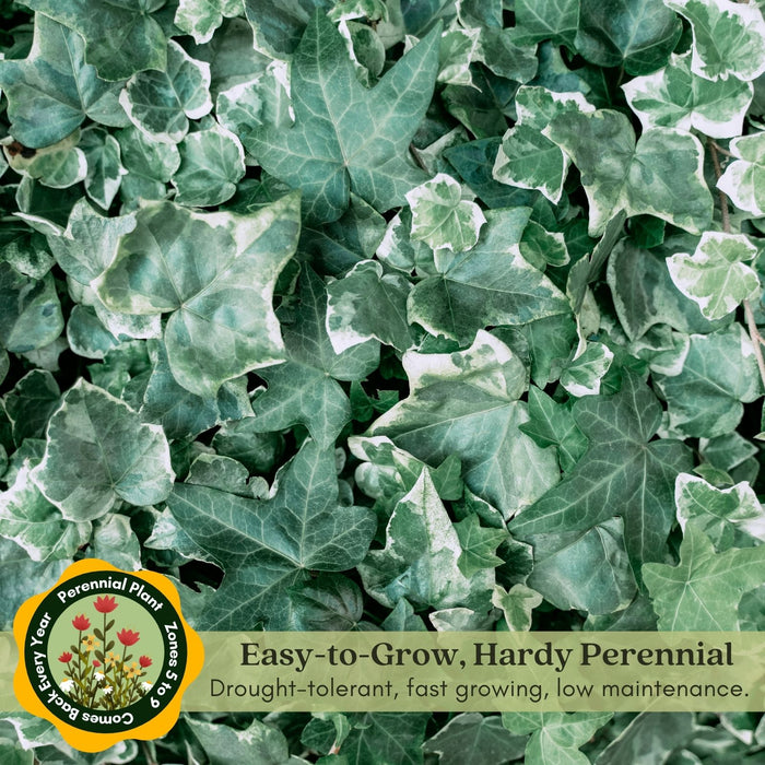 Glacier English Ivy | Two Live Plants | Non-GMO | Variegated, Trailing, Low Maintenance