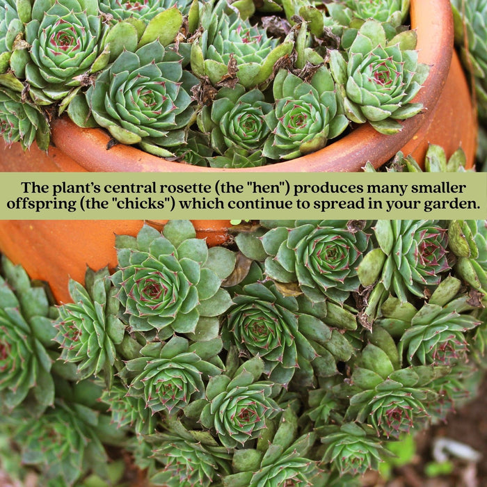 Hens and Chicks | Two Live Plants | Non-GMO | Perennial | Kid Friendly Gardening | Heat Drought Tolerant
