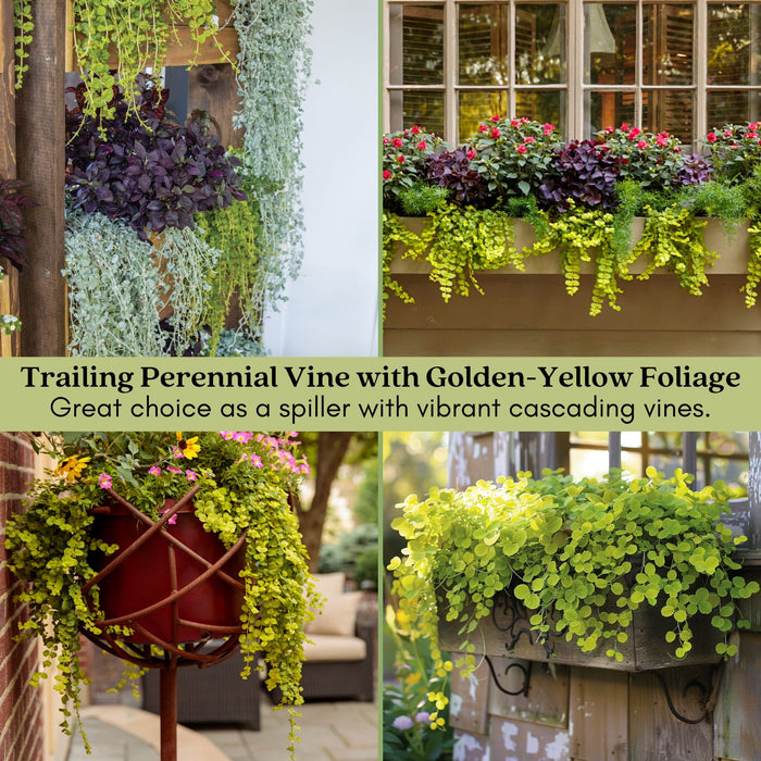Creeping Jenny Goldi | Two Live Plants | Non-GMO | Lysimachia | Perennial, Cascading