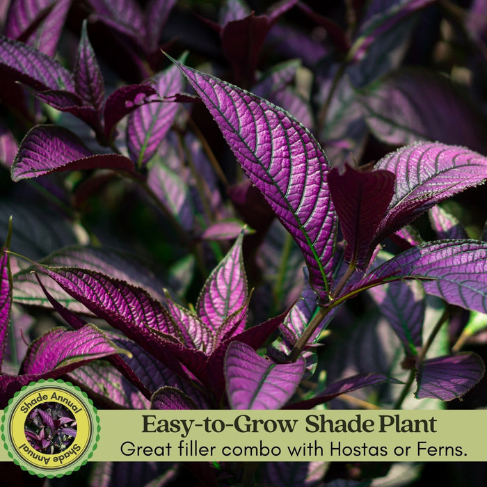 Persian Shield | Two Live Plants | Non-GMO | Shade Loving | Exotic Foliage | Strobilanthes