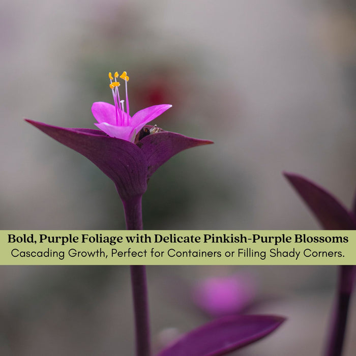 Purple Heart | Two Live Plants | Non-GMO | Vibrant Purple Foliage, Low Maintenance, Drought Tolerant
