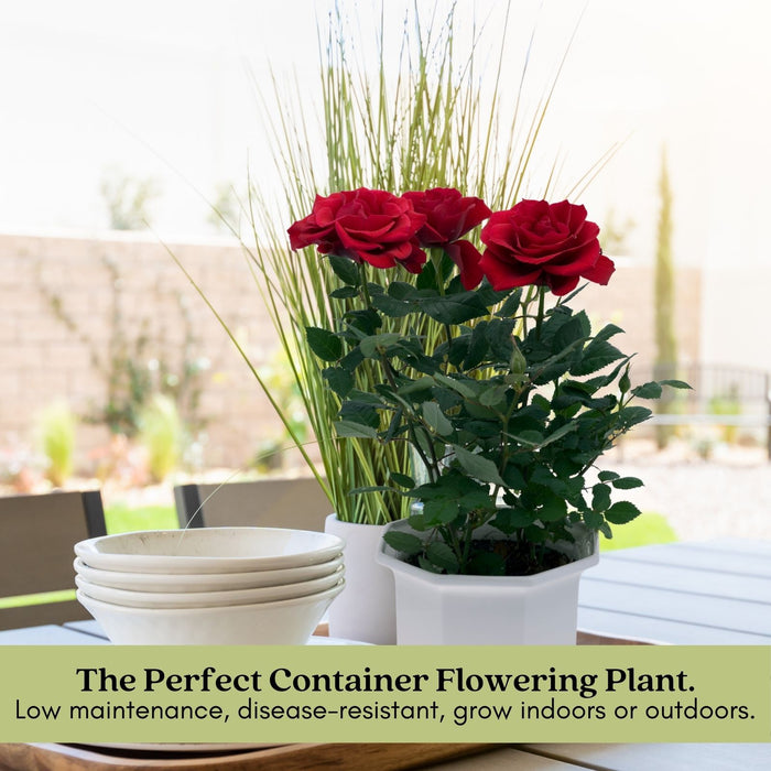 Kordana Red Mini Rose | Two Live Plants | Non-GMO, Perennial Zone 5, Long-Blooming Compact Plants
