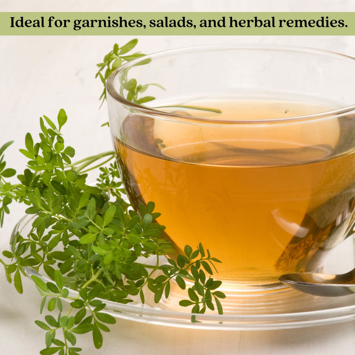 Rue Herb Plant | Two Live Plants | Non-GMO | Edible and Medicinal