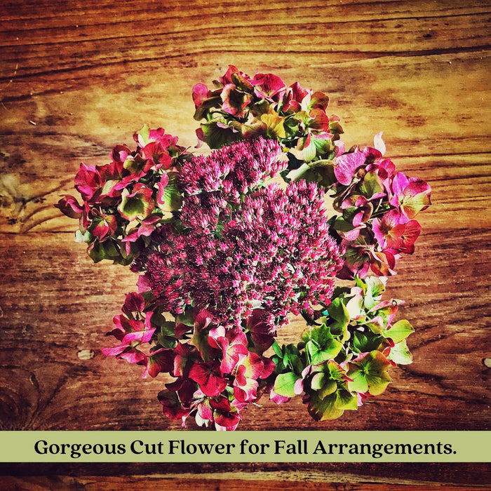Sedum Autumn Joy | Two Live Plants | Non-GMO | Perennial | Pollinator Friendly