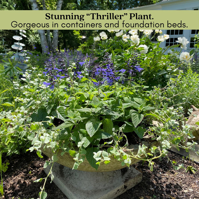 Black and Bloom Salvia | Two Live Plants | Non-GMO | Pollinator Magnet, Heat Tolerant, Low Maintenance