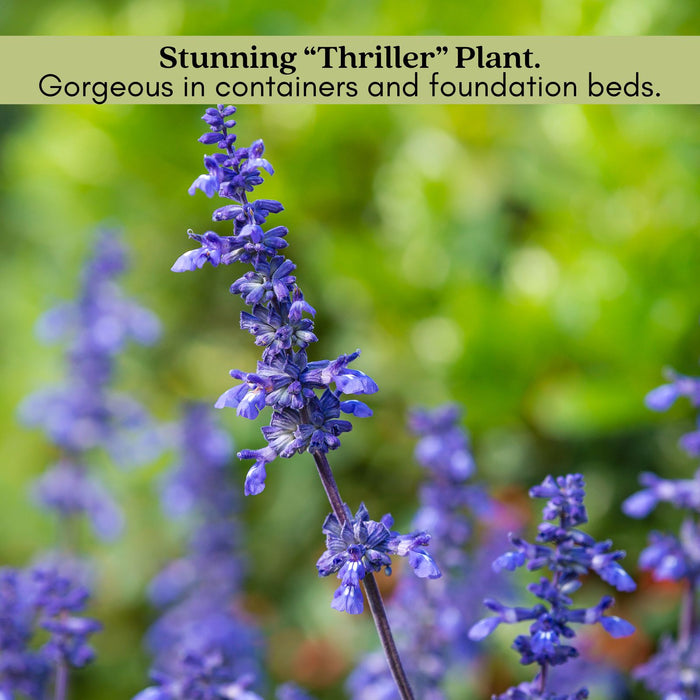 Victoria Blue Salvia | Two Live Plants | Non-GMO | Vibrant Blooms, Pollinator Magnet, Low Maintenance