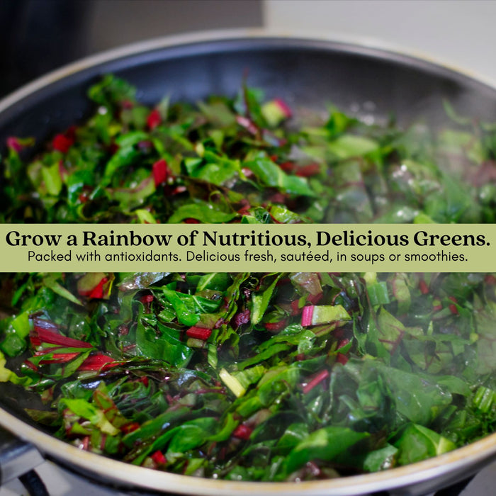 Bright Lights Swiss Chard | Two Live Plants | Non-GMO | Heirloom | Frost Tolerant