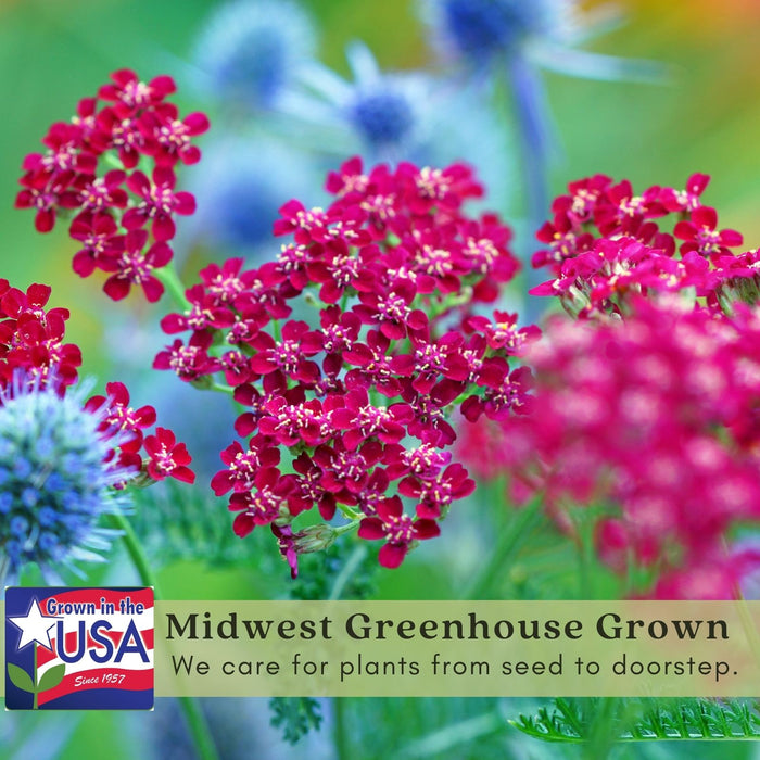Yarrow "Cerise Queen" (Achillea) Plants  | Two Live Plants | Non-GMO, Hardy Flowering Perennial, Pollinator Favorite