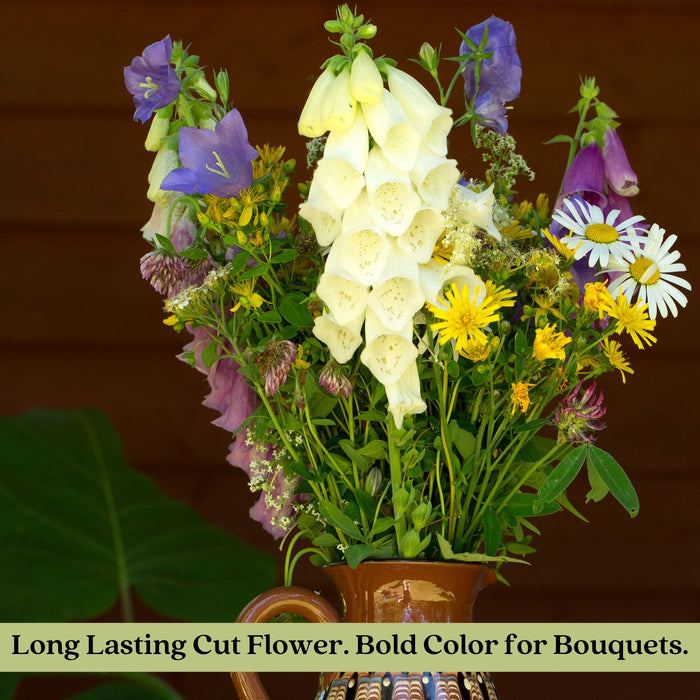 Foxglove Dalmatian Mix | Two Live Plants | Non-GMO | Heirloom Perennial | Pollinator Friendly