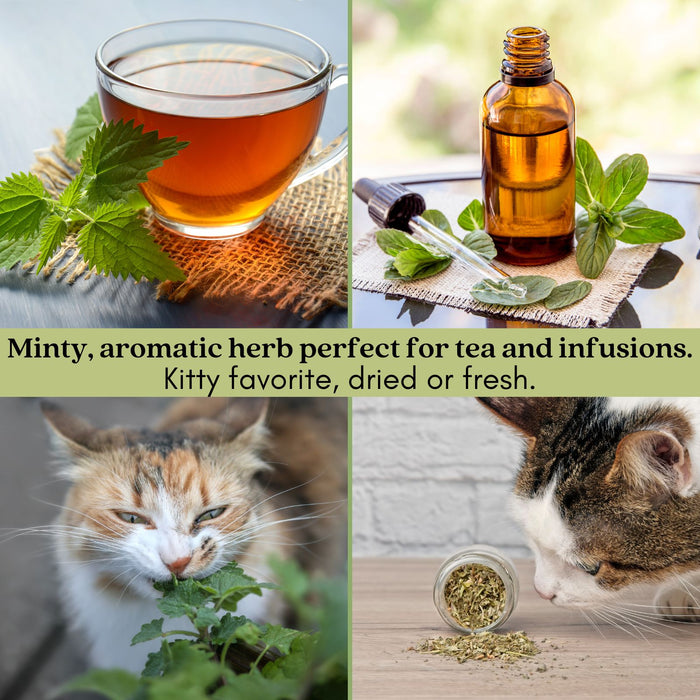 Catnip Herb | Two Live Plants | Non-GMO | Heirloom | Fast Growing, Pollinator Friendly