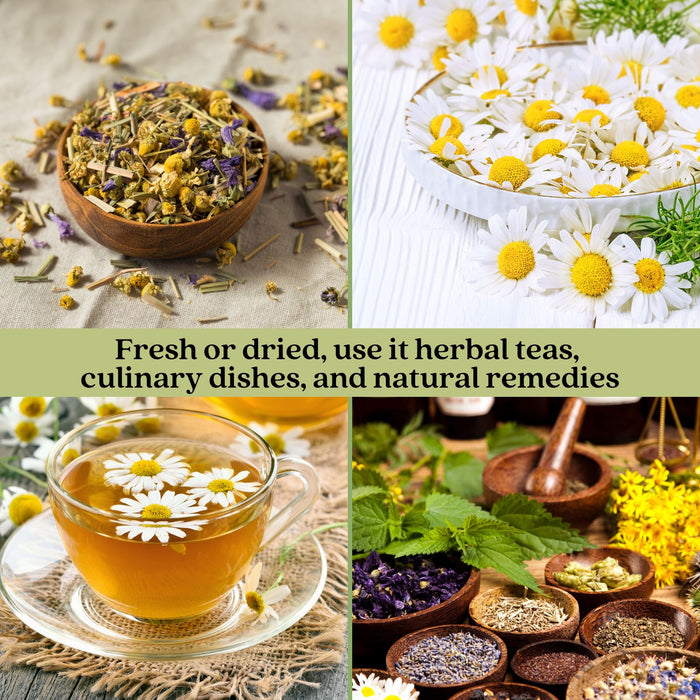 Chamomile Herb Plant | Two Live Plants | Non-GMO | Medicinal and Edible