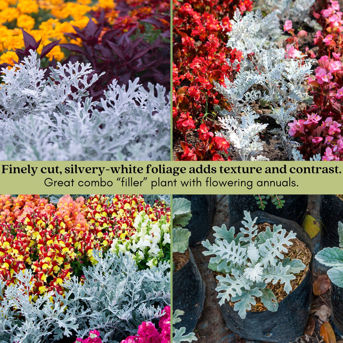 Dusty Miller Silverdust | Two Live Plants | Non-GMO | Soft Silver Foliage, Drought Tolerant, Low Maintenance