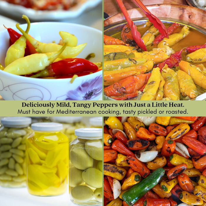 Pepperoncini Pepper Plant | Two Live Plants | Non-GMO | Mild Heat | Early Harvest