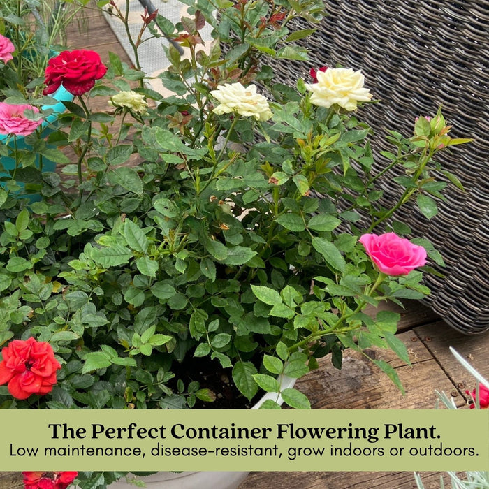 Kordana White Mini Rose | Two Live Plants | Non-GMO, Perennial Zone 5, Long-Blooming Compact Plants