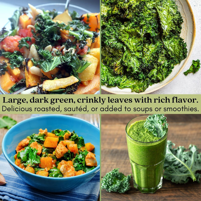 Dinosaur Kale | Two Live Plants | Non-GMO | Heirloom | Frost Tolerant