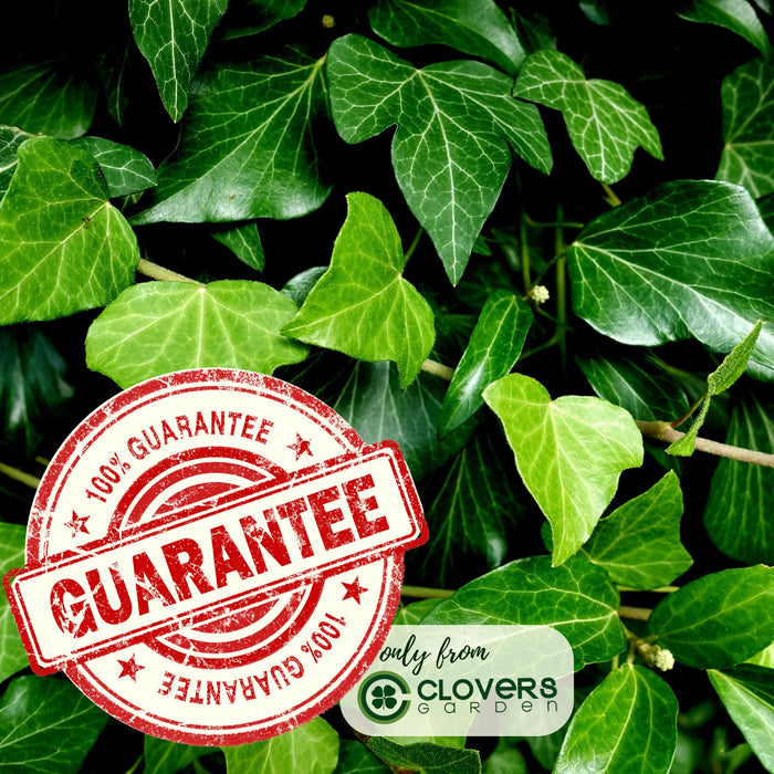 Algerian English Ivy | Two Live Plants | Non-GMO | Fast Growing, Evergreen, Low Maintenance