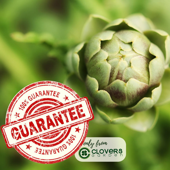 Imperial Artichoke Plant | Two Live Plants | Non-GMO | Edible Vegetable | Gourmet Favorite