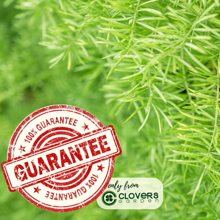 Asparagus Fern | Two Live Plants | Non-GMO | Lush Green Foliage, Hardy, Low Maintenance