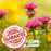 Bee Balm "Balmy Pink" (Monarda) | Two Live Plants | Non-GMO, Hardy Flowering Perennial, Pollinator Favorite