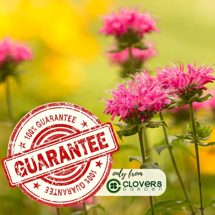 Bee Balm "Balmy Pink" (Monarda) | Two Live Plants | Non-GMO, Hardy Flowering Perennial, Pollinator Favorite