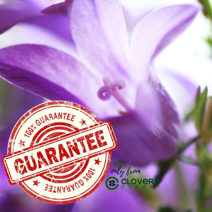 Campanula (Bellflower) Rapido Blue | Two Live Perennial Plants | Non-GMO, Early Spring Bloomer, Hummingbird & Bee Favorite