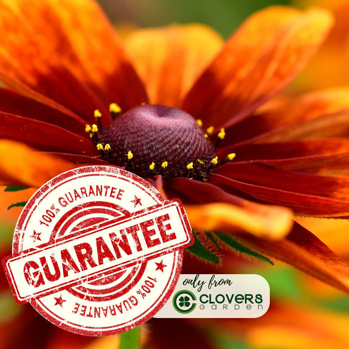 Black Eyed Susan (Rudbeckia) Autumn Colors | Two Live Plants | Non-GMO | Heirloom Perennial | Pollinator Friendly | Drought Tolerant