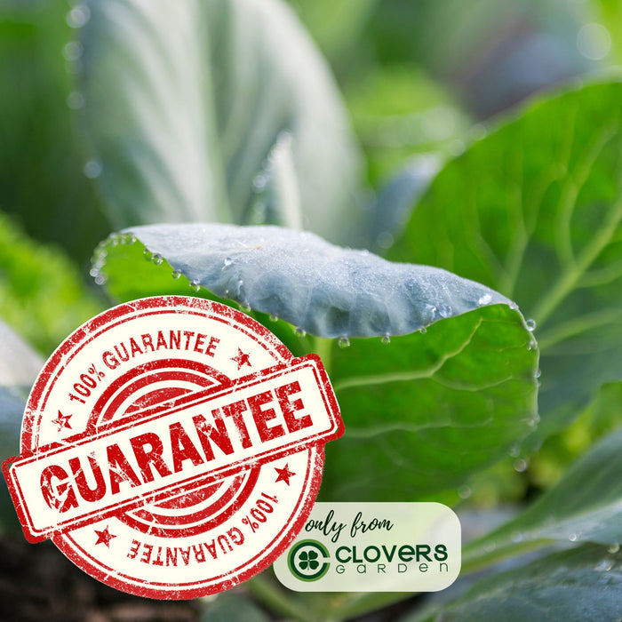 Broccoli Marathon | Two Live Plants | Non-GMO | High Yield, Cold-Tolerant, Disease Resistant